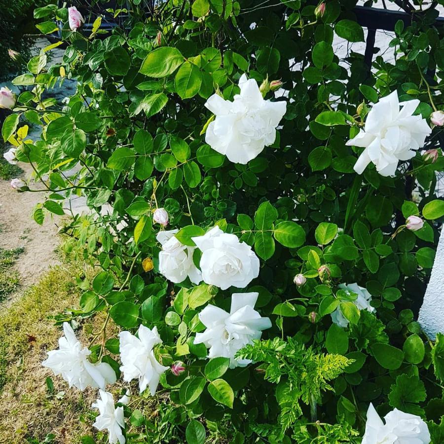 פוצ'ה Limon Pansiyon מראה חיצוני תמונה